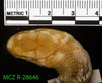 Media type: image;   Herpetology R-28646 Description: Specimen photo;  Aspect: head dorsal